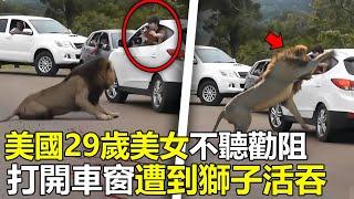 美國29歲權遊女特效師，不聽勸阻“强行”打開車窗，慘遭獅子活吞，場面嚇壞救援人員#腦洞大開 #世界之最 #動物 #出類拔萃 #动物 #災難 #美國 #top #狮子