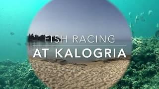 Fish race at Kalogria reef - diving in Greece