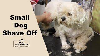 Dog Grooming Small Dog Shave off K9 Dog Groomer