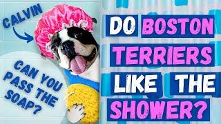 BOSTON TERRIER CALVIN LOVES TAKING a SHOWER!! 