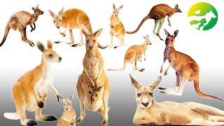 Learn The Kangaroo Classification - Characteristics of Animals