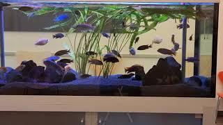 Dr Jochen Krauss | Beautiful Medical Clinic | Aquarium #Shorts Video | Sachsenhausen FRANKFURT