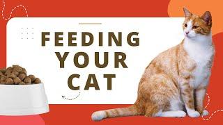 The Ultimate Guide to Feeding Your Cat: How Often and What to Feed Your Feline Friend