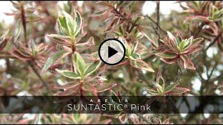 PlantHaven - Abelia SUNTASTIC