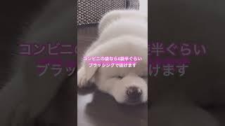 秋田犬を飼ってみて大変だと思った事3選Part2(初級編)【秋田犬】【akita puppy】