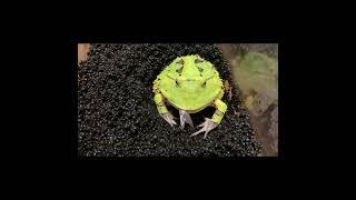 パクパク　アマゾンツノガエル　Surinam Horned frog　Ceratophrys cornuta　#shorts #shortsvideo