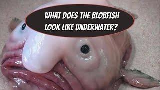 THIS IS WHAT THE BLOBFISH LOOKS LIKE UNDERWATER?!?