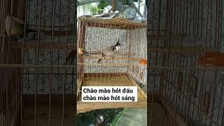 chào mào hót đấu - chào mào hót sáng #shorts