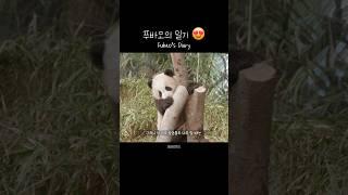 푸바오의 일기 Fubao's Diary #푸바오 #판다 #힐링 #동물 #귀여운  #사랑스러운 #fubao #panda #cute