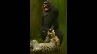 The gorilla catches a leopard hiding in a tree  #lion #wildlife #gorilla