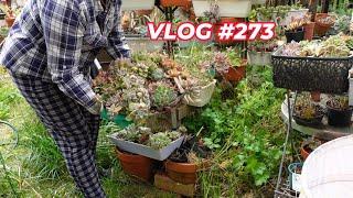 Time To Clean The Garden | VLOG #273 - Growing Succulents with LizK