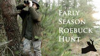 Early season roebuck. RoeStalker hunting roe deer in Scotland.