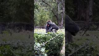 Angry Gorilla #gorilla #animals #shorts