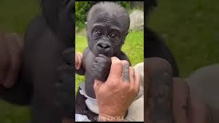 Before and After Shocking Animal Transformations!