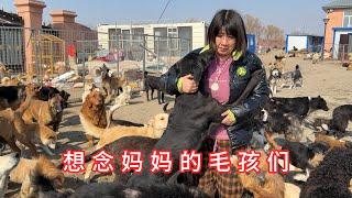 Strays at the rescue camp held on to their human mother after 15-day absence due to hospitalization