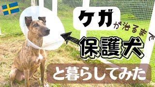 回復力がすごい保護犬の女の子に密着！【スウェーデン生活】