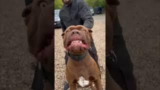 MOST Aggressive french mastiff dog transformation  #shorts #jaishreeram (2m)+