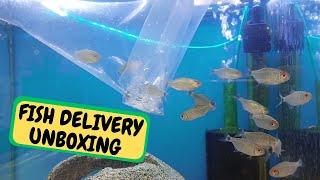 Fish Delivery Arrives Unboxing (Snake Island Exotics)#fish #aquarium #unboxing