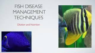 Fish Disease Management Techniques