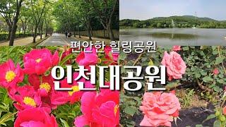 인천 가족나들이 명소/인천대공원 힐링산책/작약/장미정원 개화상황/Incheon Grand Park