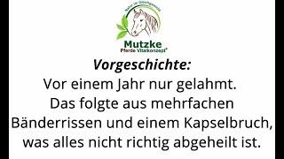 Rentner mit mehrfachen Bänderrissen und Kapselbruch | Pferde Vitalkonzept ®