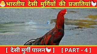 Indian Desi Chicken Breeds | Asil murgi palan, Desi Murgi Palan #asilchickens #asil #murgipaln