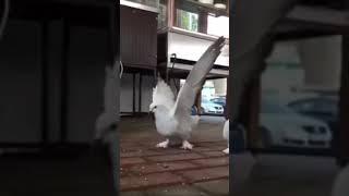 dove doing somersault