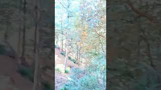 Upper Tanawal Forest Tour Plan|Upper Tanawal Trip Travel Pakistan|#malikarfeengoharvlog |#hazara