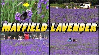 MAYFIELD LAVENDER Farm - Banstead - Surrey - England (4k)