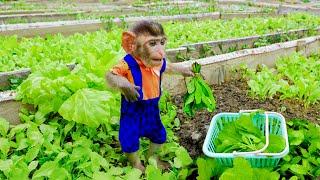 Monkey MiMi’s Busy Day: Picking Vegetables and Helping Mom at the Market