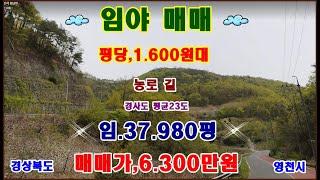 물번,474번) 임야,37.980평 평당,1.600원대 1.200만원 대폭 내린 6.300만원에 급 매매합니다 사정이 생겨서 ~ 주위에 논이 많이 있어서 농로 길 있습니다초 급매매