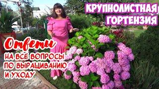 КРУПНОЛИСТНАЯ ГОРТЕНЗИЯ: как добиться ЦВЕТЕНИЯ? Посадка и уход. И ЛУЧШИЙ СОРТ, цветущий все лето!