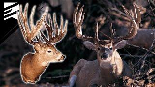 The Largest 3 1/2 Year Old Buck Ever Killed? The James Rath Buck