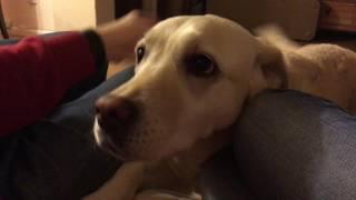 Labrador wants attention: give me some love