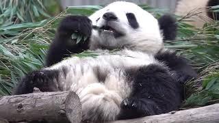 230430 BABY PANDA QIAO LIN DOU DOU QT