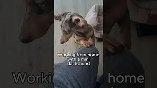 Working from home with my dog Mini Dachshund #dogs #pets #workingfromhome