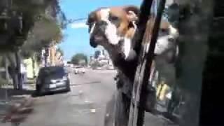 car dog2.mov