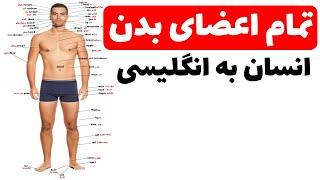 واژگان زبان انگلیسی برای اعضای بدن | اعضای بدن در زبان انگلیسی