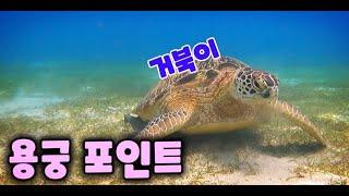 사방비치 거북이 만나기 Turtle Point Sabang Beach. GAG DIVERs SCUBA TEAM.