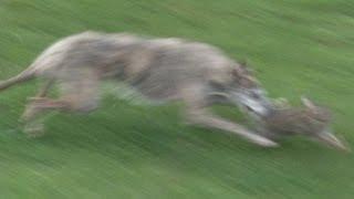 South Somerset Ferreters - a great family day out hunting rabbits