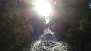 Sonnenbeleuchteter Waldweg in der Colbitz-Letzlinger Heide