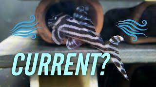 Do L046 Zebra Plecos Need Water Current / Flow to Breed?