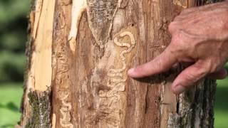 Emerald Ash Borer Documentary EAB