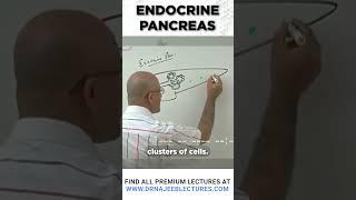 Endocrine pancreas #drnajeeb #drnajeeblectures #shortvideo