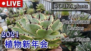 【LIVE】【アガベ】 ROUKA plants 植物新年会 2021【Agave】【多肉植物】