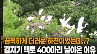 더럽고 오염된 하천으로 백로 수백 마리가 날아든 이유 | KBS 20120613 방송