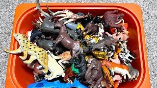 Box of Wild Animals, Sea Animals, African Animals, Wild Cats, Shark, Spiders, Insects