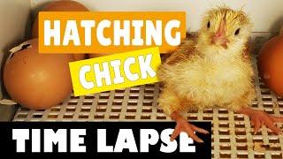 Hatching Eggs - Chicks / Chickens - Time lapse Video