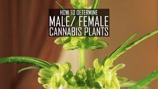 Seeds, Soil & Sun: How to Grow Cannabis (#3 How To Determine Male/ Female Plants)