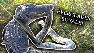 Filming An American Alligators Battle With A BURMESE PYTHON